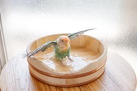 気持ちよさそう！インコさん水浴び中