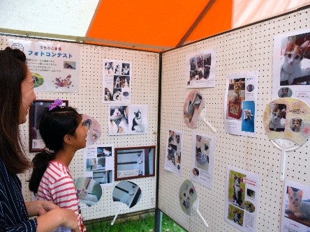 猫の殺処分なかなか減らず　群馬県が飼い方ガイドライン策定へ