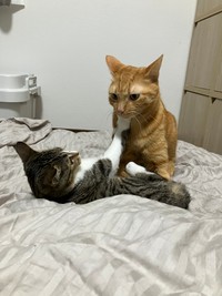 先住猫のきびくんに猫パンチ！（画像提供：むぎときびさん）