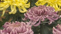 毎年恒例　約350鉢展示の菊花大会　岡山後楽園