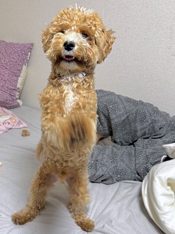 「茹でささみ、ください！」 二足立ちでアピールするたむくん（画像提供：たむさん）