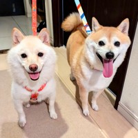 笑顔が愛らしい餅子ちゃん（左）とくるみちゃん（右）（画像提供：KURUMILK.SHIBAINUさん）