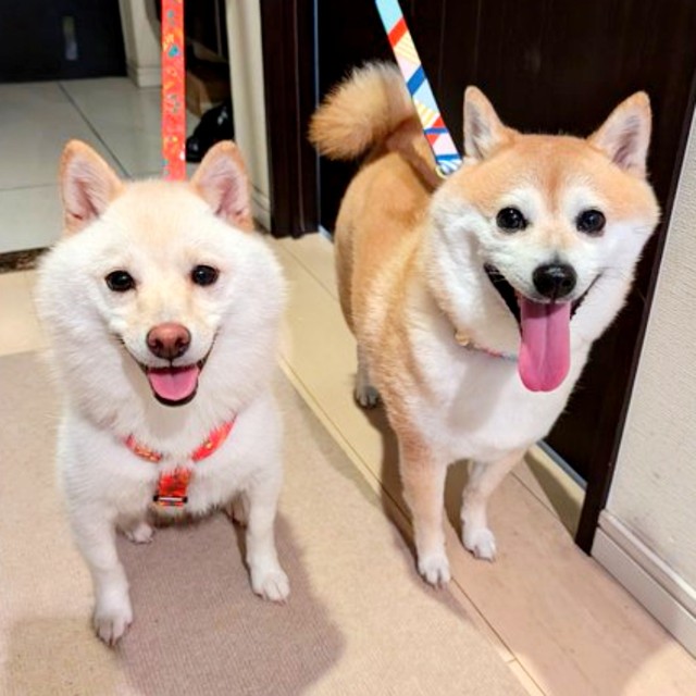 笑顔が愛らしい餅子ちゃん（左）とくるみちゃん（右）（画像提供：KURUMILK.SHIBAINUさん）