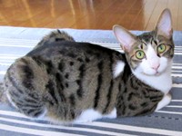 うちの子記念日1周年、すくすく成長したくうちゃん（画像提供：Ｙさん）