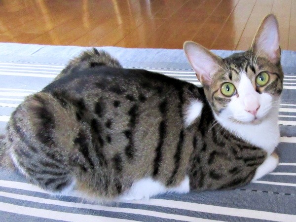 うちの子記念日1周年、すくすく成長したくうちゃん（画像提供：Ｙさん）