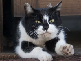 無心な猫とらえた写真集、続編も人気　撮影はいつも四つんばい