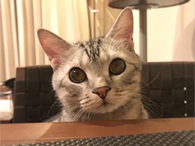 世界的イケメン猫をめざす　アメリカンショートヘア「アラン」