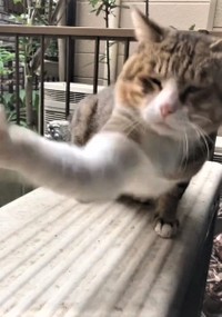 猫パンチ（コンドリア水戸さん提供、Twitterよりキャプチャ撮影）