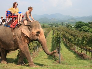 ワイン「地殻変動」　北へ南へ産地拡大、「格付け」に揺れる本場…各地を記者がルポ