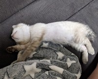 保護翌日、抱っこ＆へそ天で安心しきったしらすくん（画像提供：千晶さん）