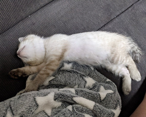 保護翌日、抱っこ＆へそ天で安心しきったしらすくん（画像提供：千晶さん）