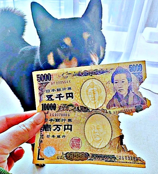 子犬時代、お札をガジガジしただん吉くん。換金することにしたらーー？（画像提供：だん吉さん）