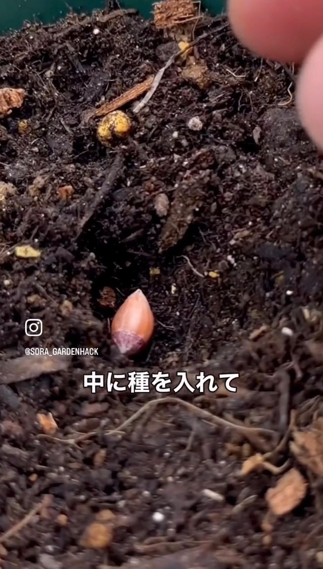 指先で土に穴をあけ、中に種を植える／そらベジさん（@sora_gardenhack）提供