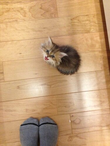 家にきたころの「ゆず」