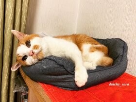 空き地に埋められていたミックス猫の「ちぃ」　元気に育ち、御年22歳に！