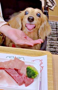 おいしそうに食べ終えたきなこちゃん（画像提供：きなこ【Mダックスフンド】さん）