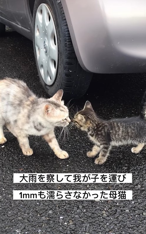 大雨を察して我が子を運び1ミリも濡らさなかった母猫（三吉さん提供、Instagramよりキャプチャ撮影）