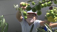 オリーブの収穫を体験する児童　池田小学校　香川県小豆島町池田　9日