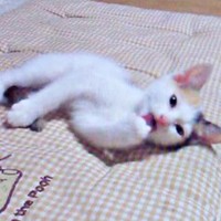 生後1カ月ころ、家族の一員となったみゅうちゃん（画像提供：こまちさん）