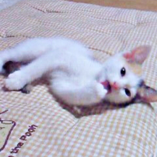 生後1カ月ころ、家族の一員となったみゅうちゃん（画像提供：こまちさん）