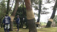 秋の風物詩 後楽園で松の「こも巻き」　岡山市