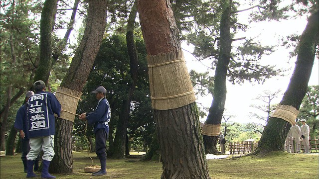 秋の風物詩 後楽園で松の「こも巻き」　岡山市