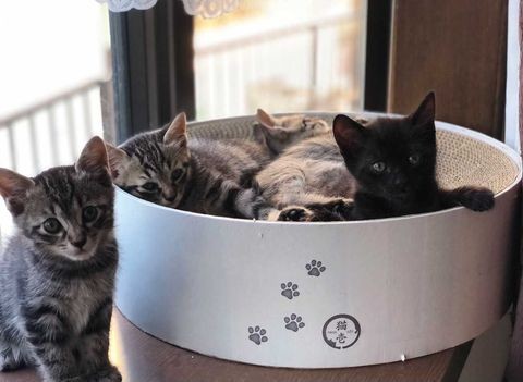 フードボウルに入ってしまう大きさ