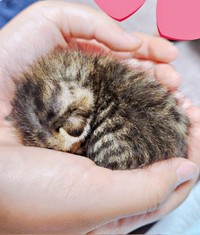保護当時、手のひらにおさまるほど小さかったチャッピーちゃん（画像提供：やわいさん）