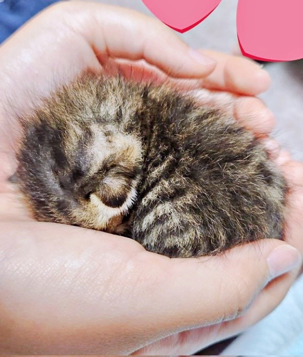 保護当時、手のひらにおさまるほど小さかったチャッピーちゃん（画像提供：やわいさん）