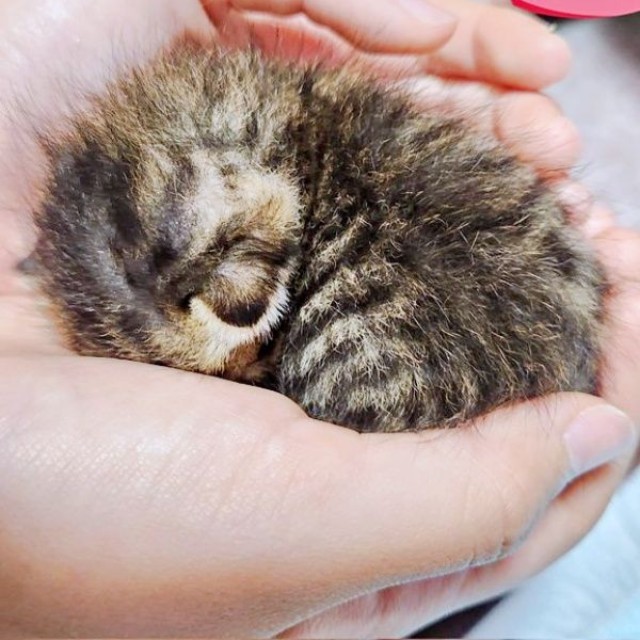 保護当時、手のひらにおさまるほど小さかったチャッピーちゃん（画像提供：やわいさん）