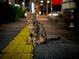 【猫の集会】野良猫はなぜ集まるの？ 何してるの？ 不思議な夜を過ごす猫たちの秘密