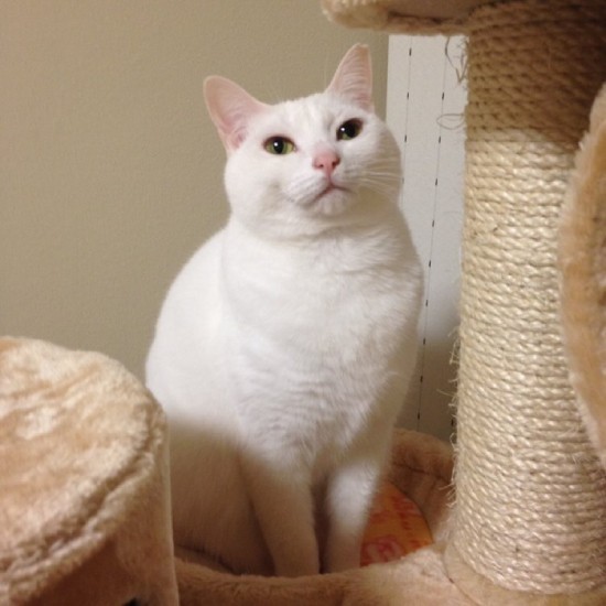 家に来たころの「あめ」