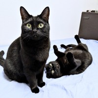 「おかえり！」飼い主さんを出迎える（左から）クロちゃん、ごまちゃん（画像提供：ぺぺ太さん）