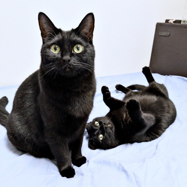 「おかえり！」飼い主さんを出迎える（左から）クロちゃん、ごまちゃん（画像提供：ぺぺ太さん）