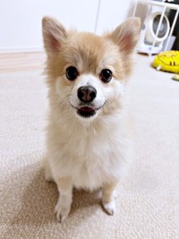 おやつ待ち中！ おすわりして待つぱるくん（画像提供：でかポメのぱるさん）