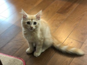 元繁殖猫から生まれた子猫　先住猫と意気投合、食べるのも遊ぶのも大好きに