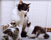 再会した母猫・うめちゃんのもとに集まる、むぎちゃんと姉妹猫