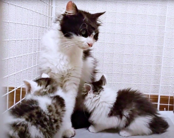 再会した母猫・うめちゃんのもとに集まる、むぎちゃんと姉妹猫