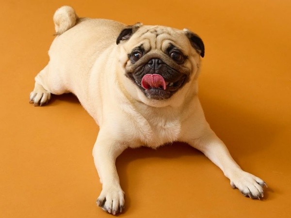 にっこり笑顔が愛らしいむさしくん（画像提供：パグのむさしさん）