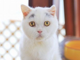 土に埋められ…元飼い主が入院　ご長寿猫の２８の物語が本に