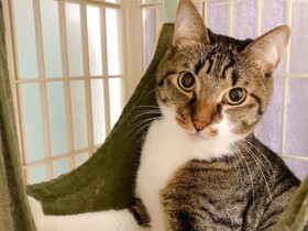 出会いを待っている19匹の猫たち　sippoオンライン譲渡会