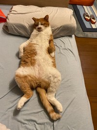 以前話題になったマナ君の寝相（コンドリア水戸さん提供）