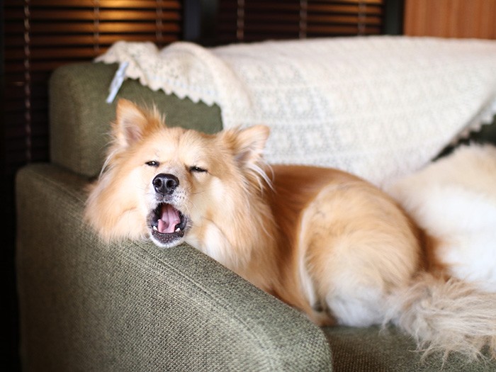 遊んだ後は昼寝タイム