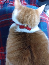 冬毛になってリボンが埋もれた？＝かなたさん（@S6TXKpDov2VJIDO）提供