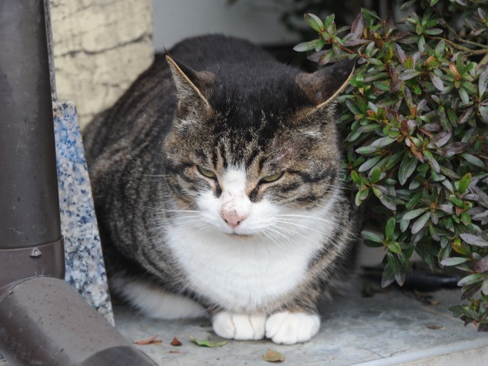 御誕生寺の猫
