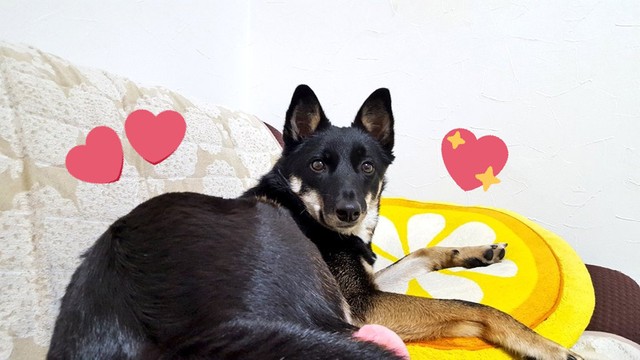 普段のりおちゃんは、かわいいお顔です（提供：なおしゃんさん）