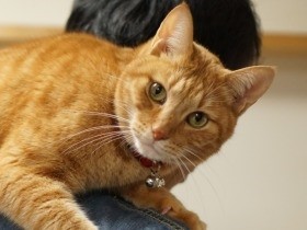 同居直後に愛猫が突然死　夫婦がペットロスを乗り越えるまで