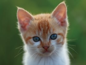 真夏の「ねこ写真展」　約500点、横浜赤レンガ倉庫に集結