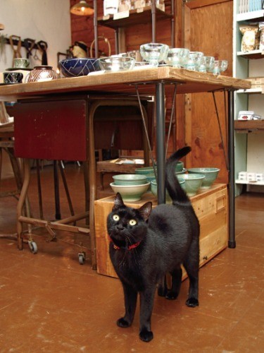 艶やかな毛並みが美しいクロエ店長