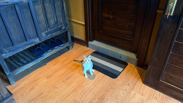 宿に不法侵入する猫ちゃん、のちに逮捕（提供：ゆゆさん）